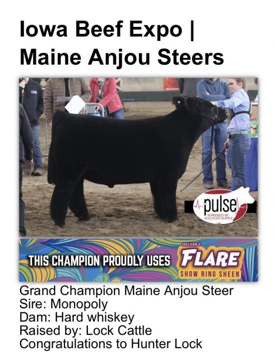 Iowa Beef Expo Maine Anjou Champion Steer Lautner Farms