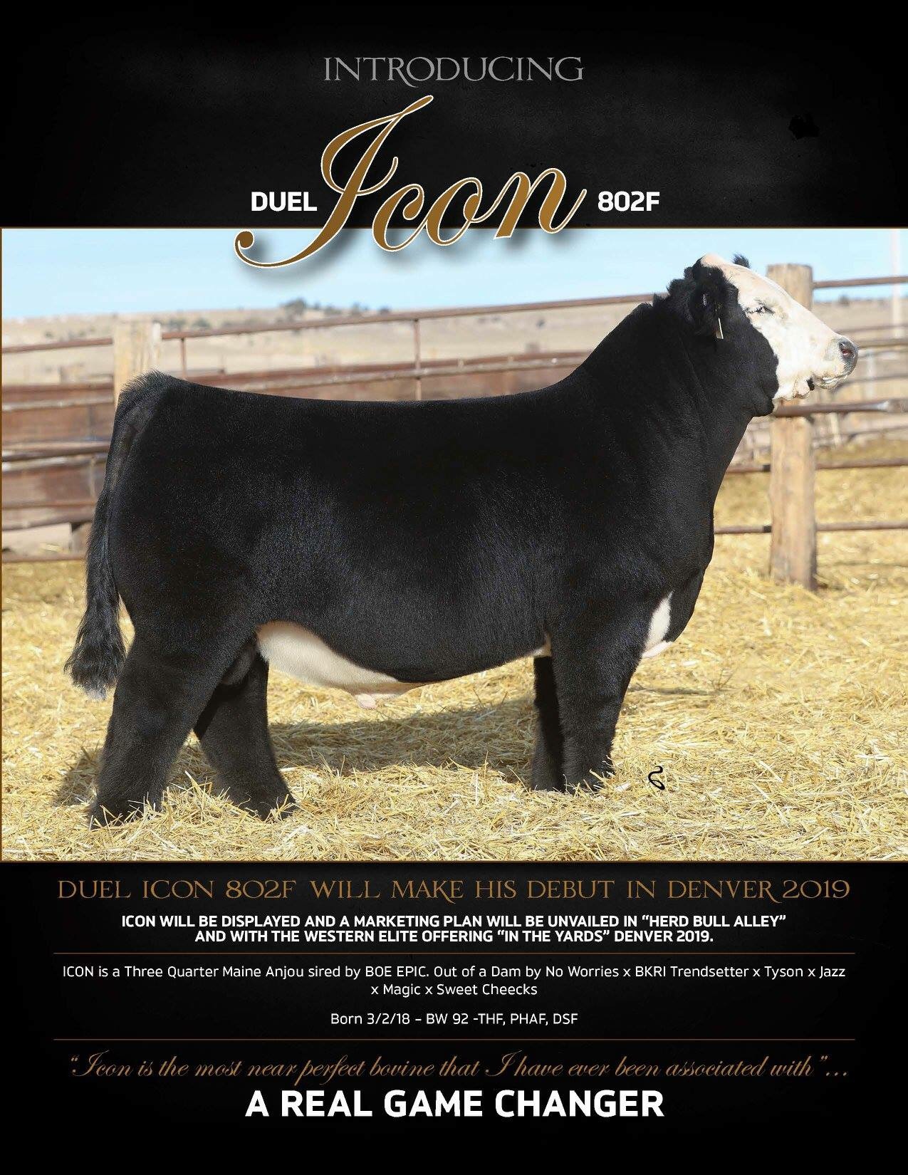 Icon Has Been Added To The New For 19 Lautner Farms Line Up Icon Is The Most Perfect Bovine I Have Ever Been Associated With Dave Duello This Sire Will Be A Icon Has Been Added To The New For 19 Lautner Farms Line Up Icon Is The Most Perfect Bovine I Have Ever Been Associated With Dave Duello This Sire Will Be A