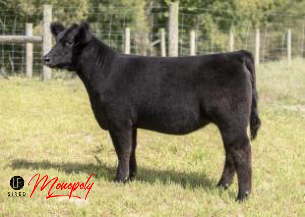 Go check out Caldwell Cattle Company ⭐️TODAY⭐️ on CW Cattle Sales
