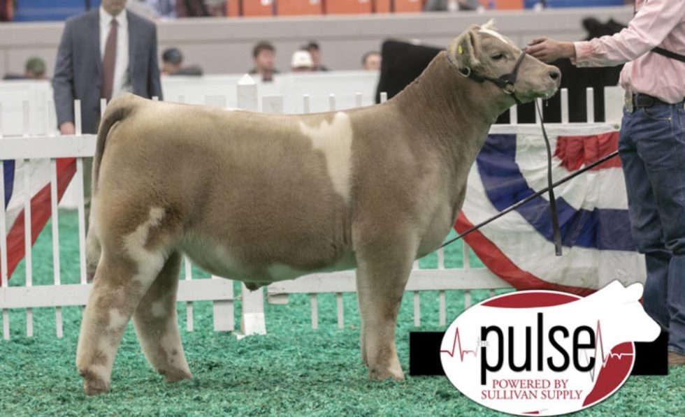 NAILE Feeder Steers Grand Champion Feeder Steer Sired by Dakota