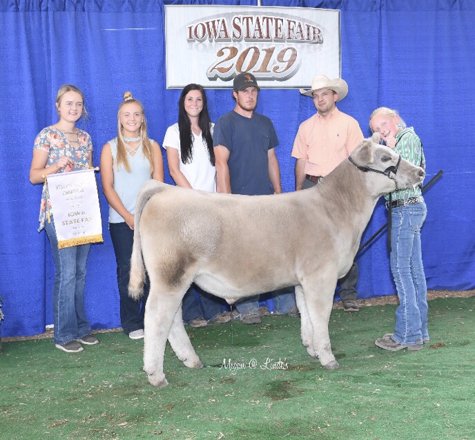 Iowa State Fair Reserve Champion Feeder Steer Sired By Steam