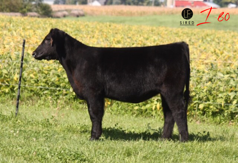 Check out Vyvyan Cattle Company TODAY on SC Online Sales! Lautner Farms