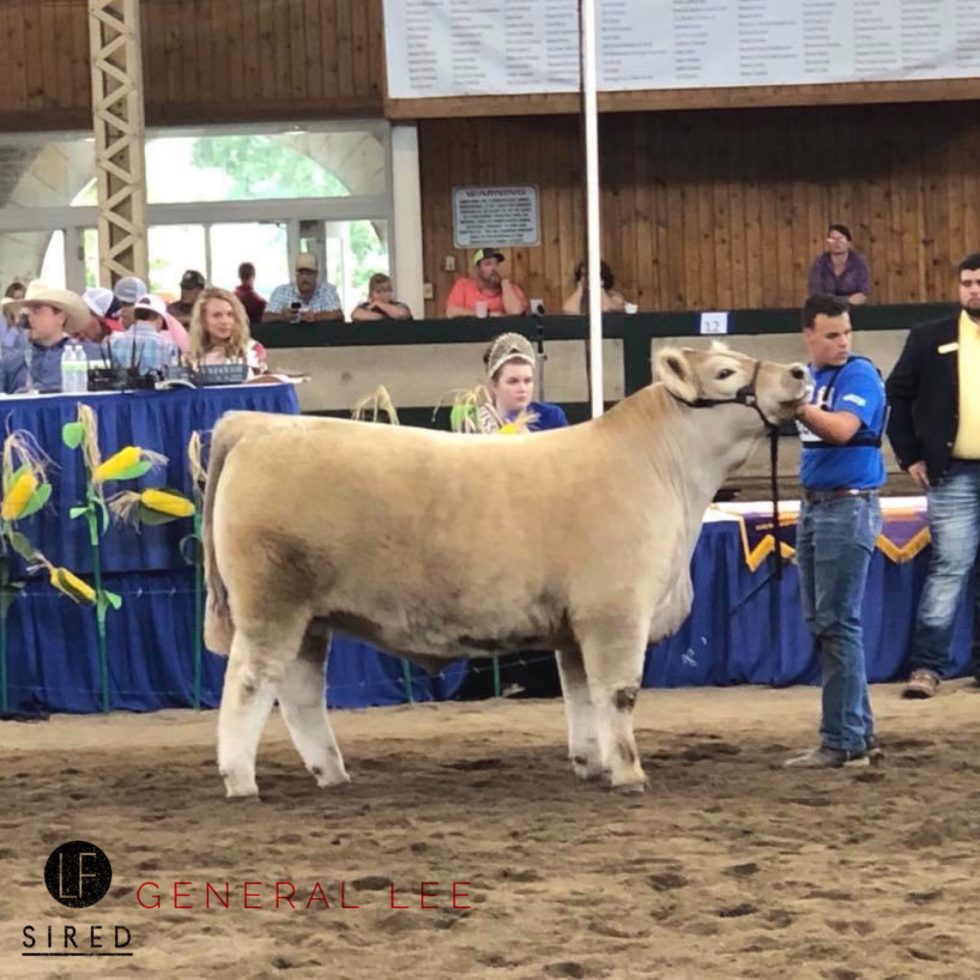 Charolais JR Nationals General Lee steer class winner Lautner Farms