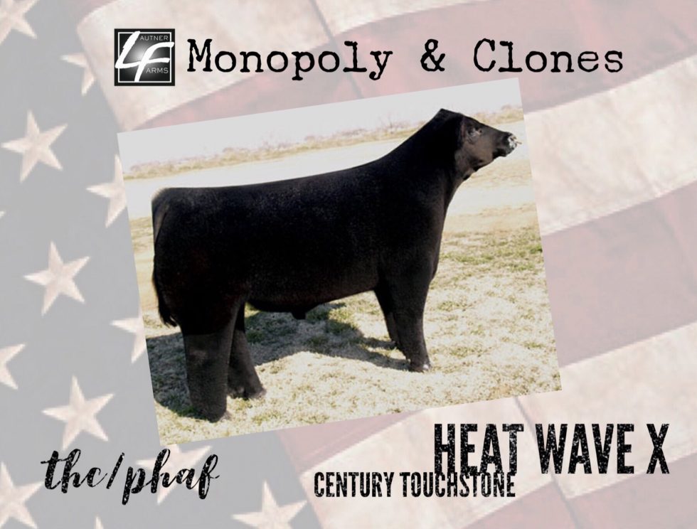 Monopoly 4 x Alias 7 day old bull from Musgrave Farms Upper Sandusky