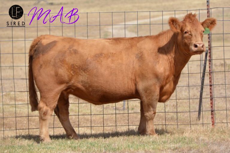Keith Rogers Show Cattle Female Sale of Hamilton, TX ends tonight! Get