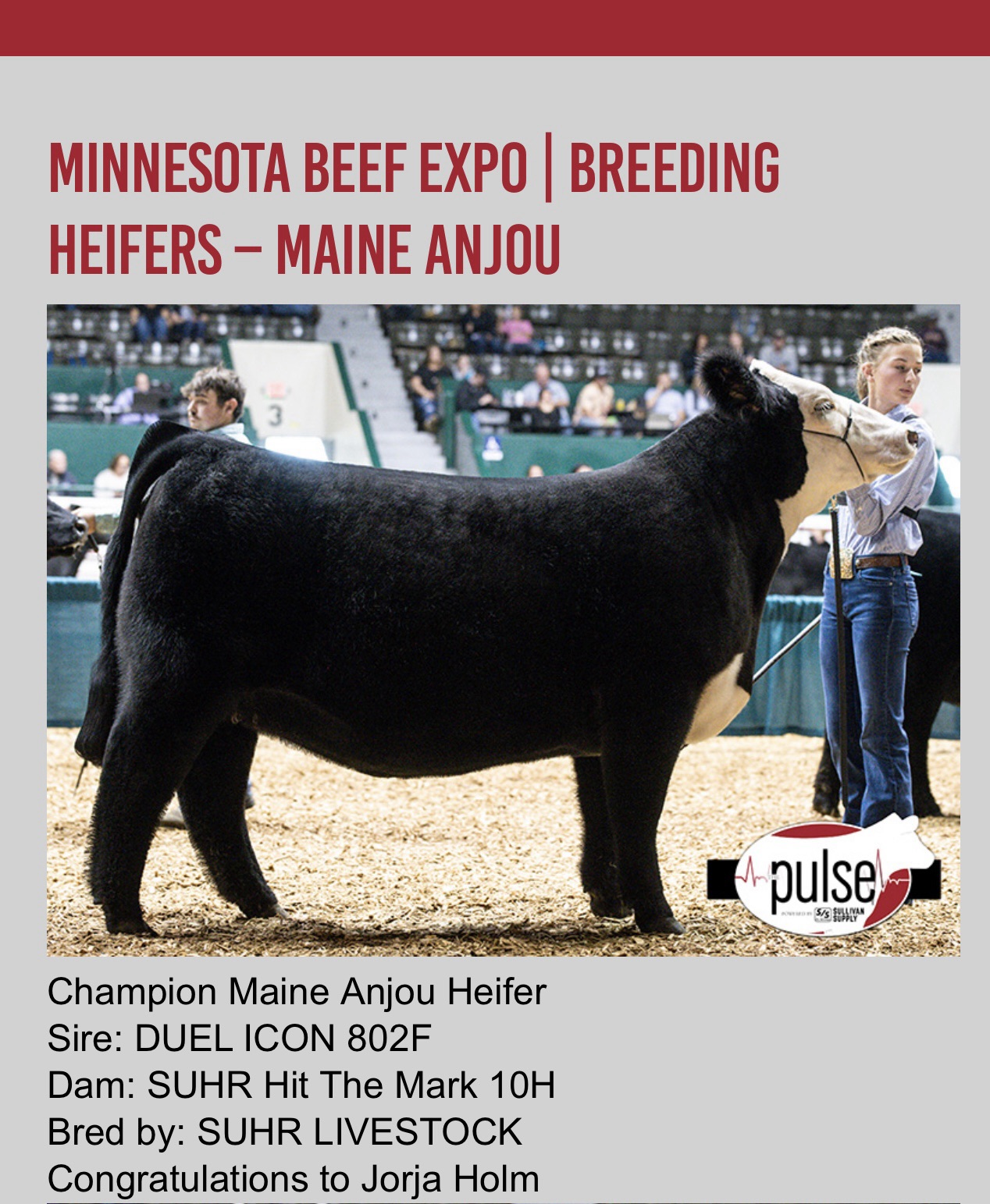 MN Beef Expo Champion Maine heifer sired by ICON. Lautner Farms
