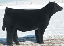 MISSISSIPPI STUD