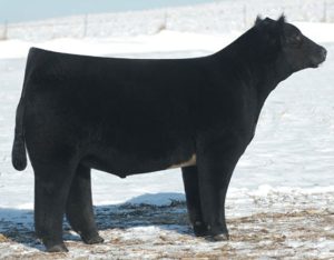 MISSISSIPPI STUD