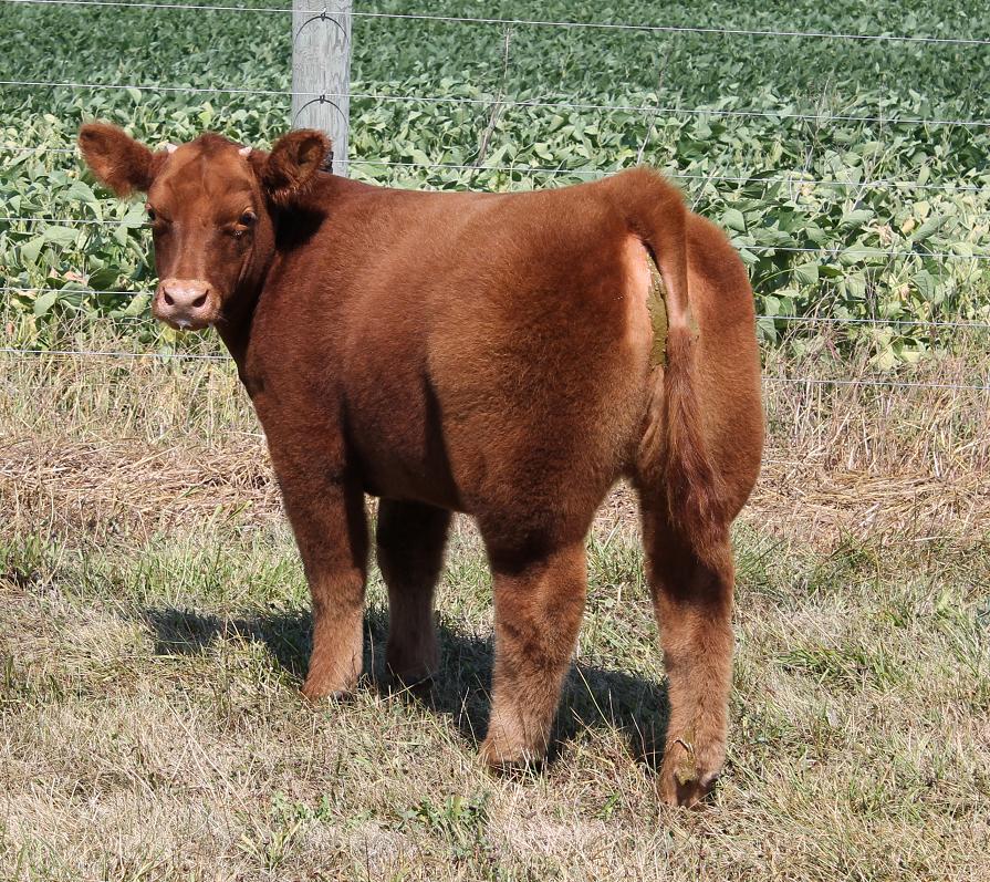 Monopoly 2 Market Heifer | Lautner Farms