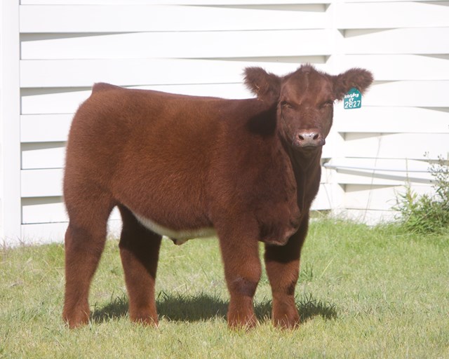 Tuesday, October 22, 2019 Shaw Land & Cattle Online Sale NE Lautner Farms