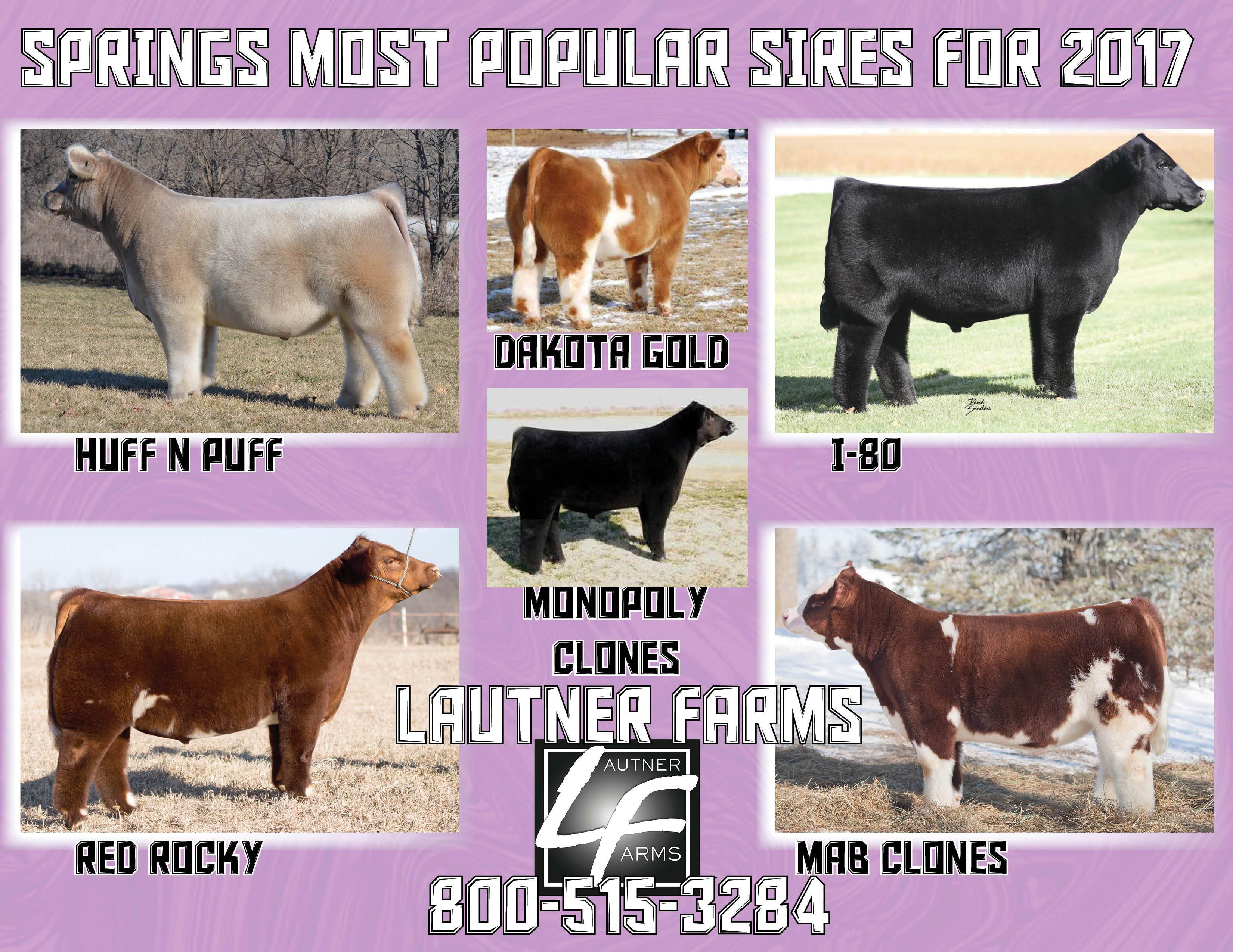 Top Spring Sires Lautner Farms