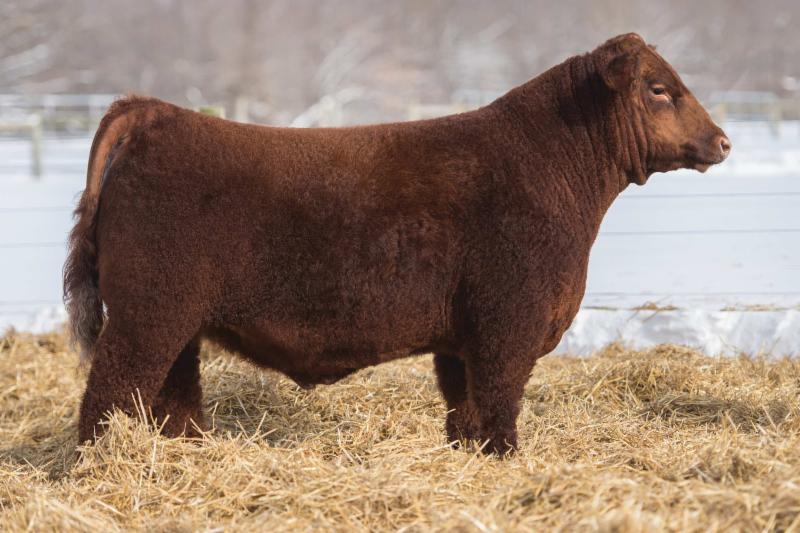 ACA BEEF EXPO SALE AT THE OHIO BEEF EXPOMARCH 21ST, ALL CATTLE ON