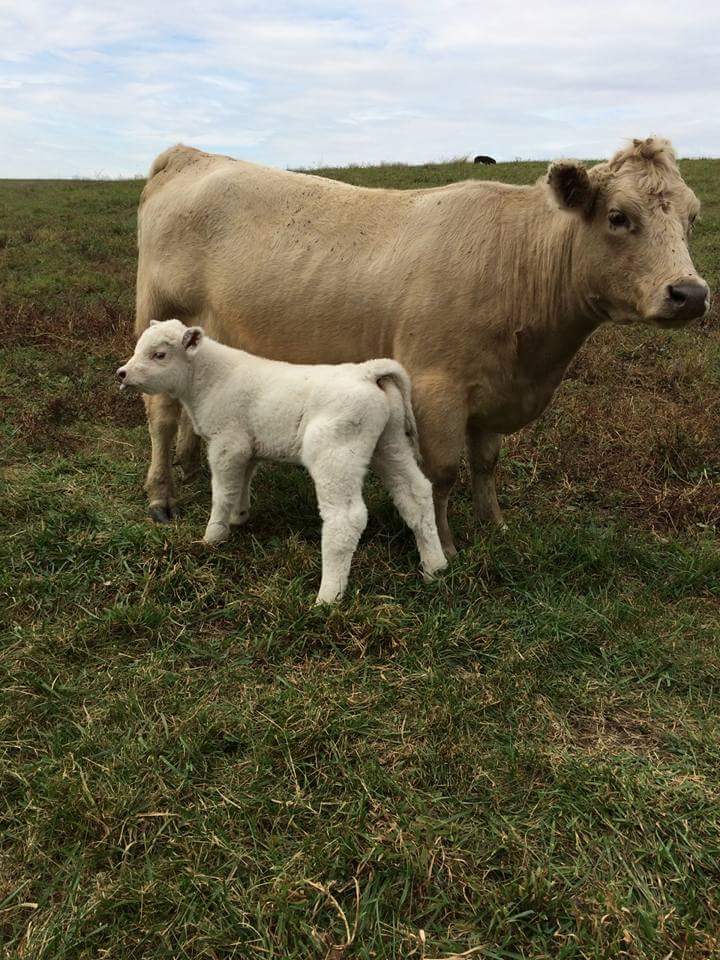 5 Day Old Huff N Puff Raised By Brad Ewing Iowa Call Lautner Farms To Get Your Huff N Puff Semen Today 800 515 3284 Lautner Farms brad ewing iowa call lautner farms