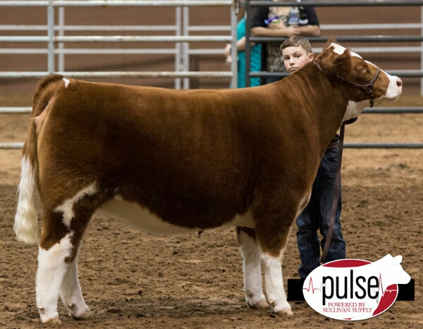 San Angelo Stock Show | Chianina Junior Show – Junior Heifers | Lautner  Farms