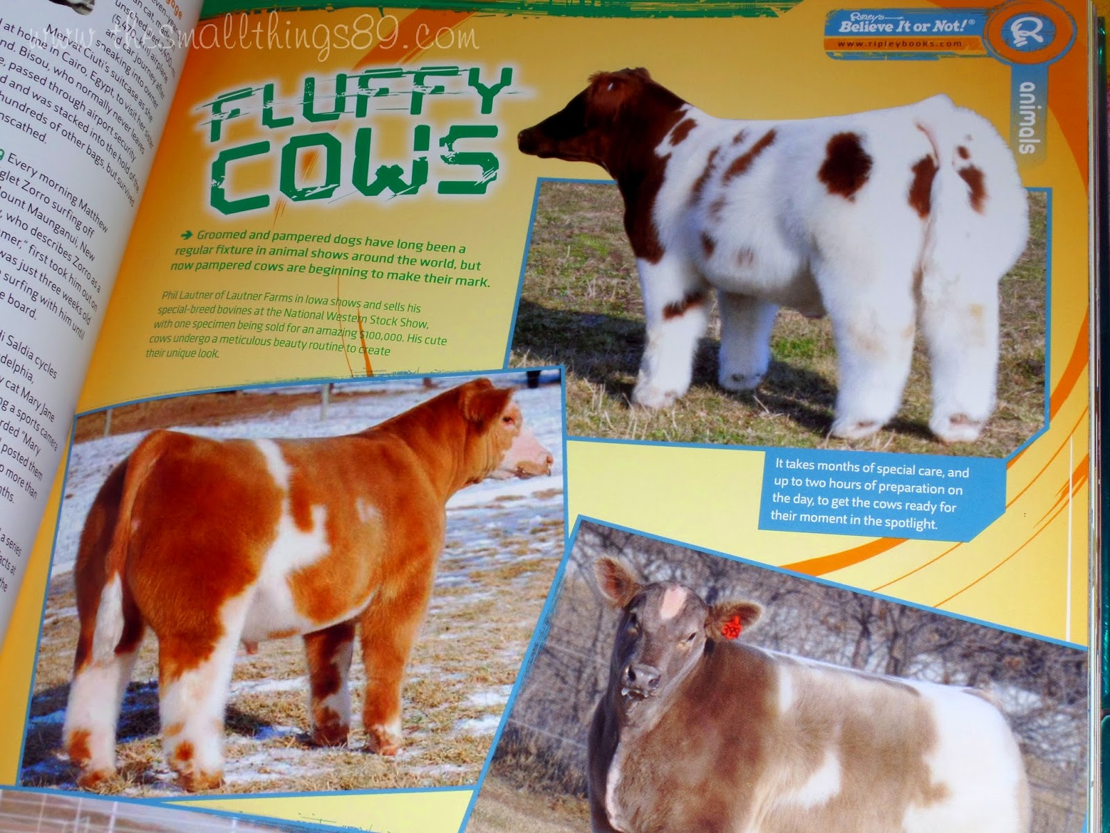Lautner Farms' fluffy cows made a page in Ripley's Believe It or not Reality Shock! | Lautner Farms Lautner Farms' fluffy cows made a page in Ripley's Believe It or not Reality Shock! | Lautner Farms